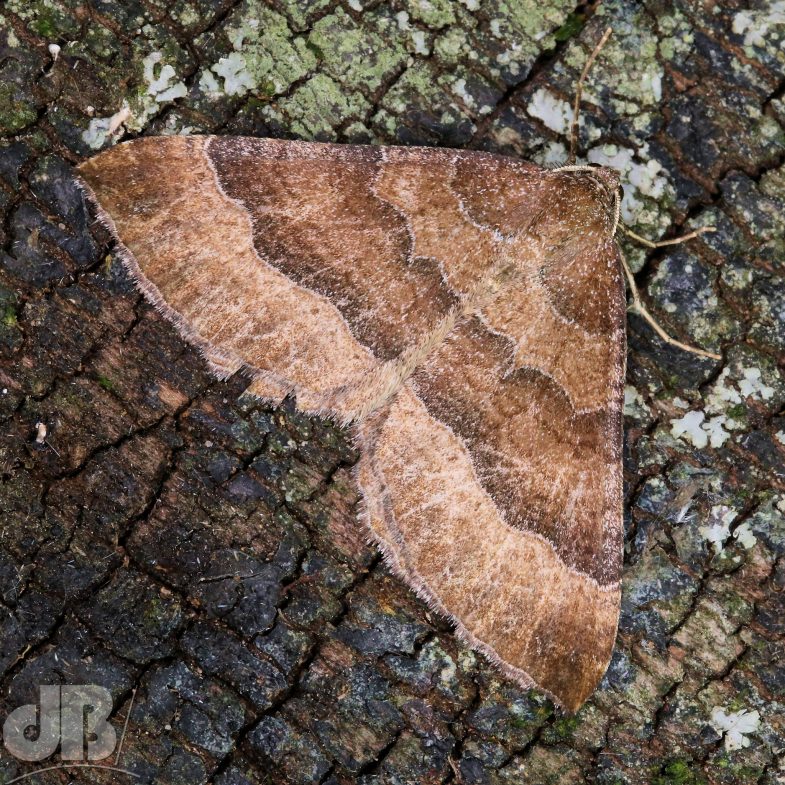 The Mallow (<em>Larentia clavaria</em>)