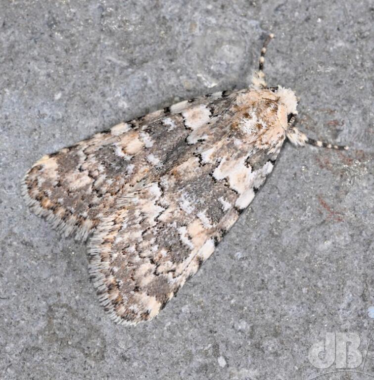 Marbled Beauty (<em>Bryophila domestica</em>)