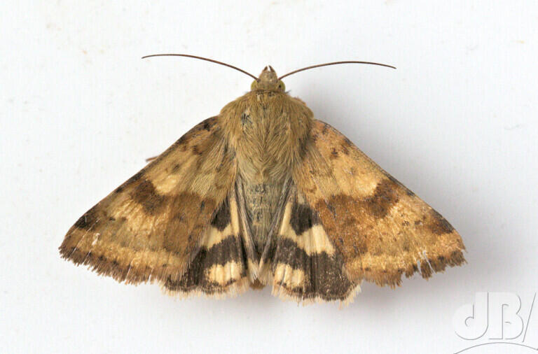 Marbled Clover (<em>Heliothis viriplaca</em>)