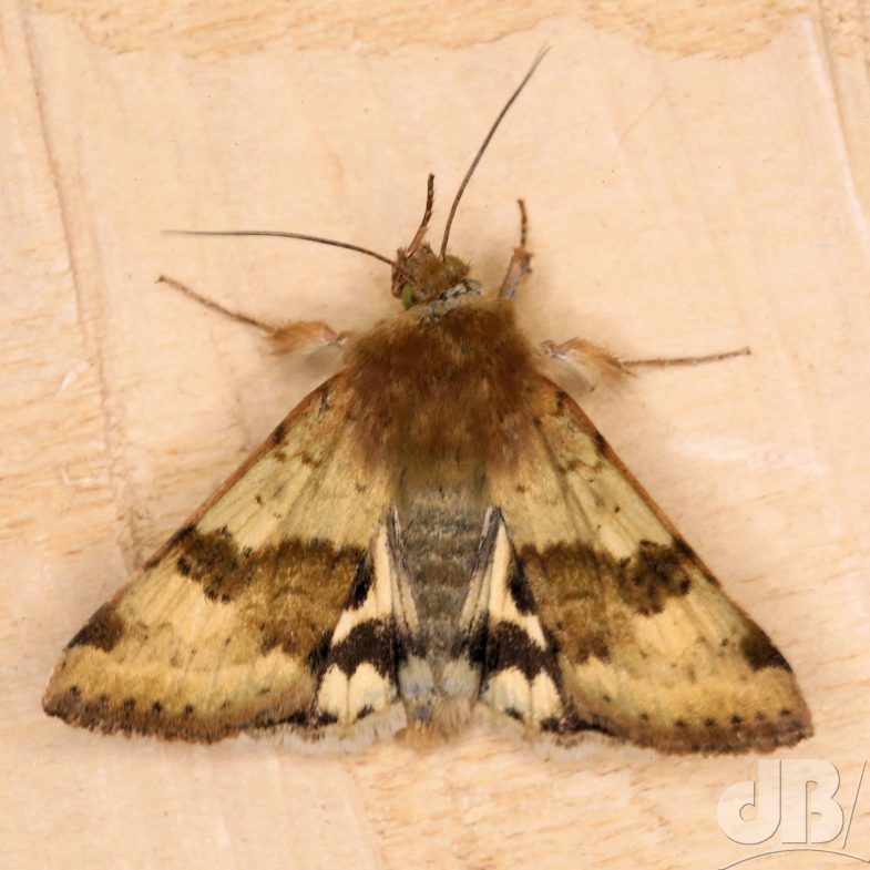 Marbled Clover (<em>Heliothis viriplaca</em>)