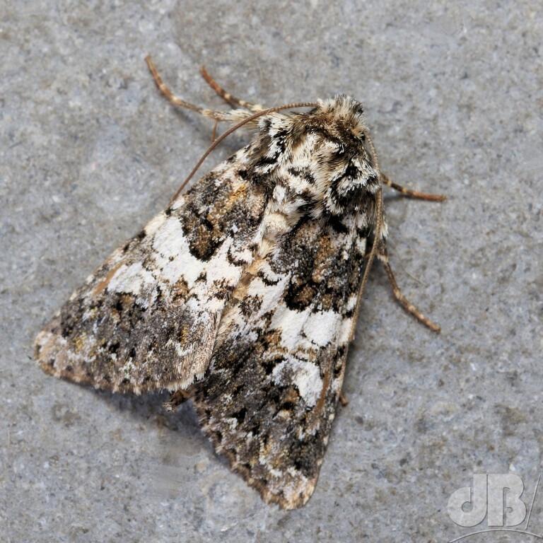 Varied Coronet (<em>Hadena compta </em>)