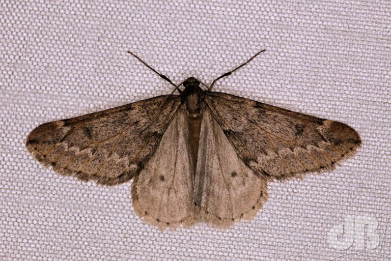 March Moth (<em>Alsophila aescularia</em>)