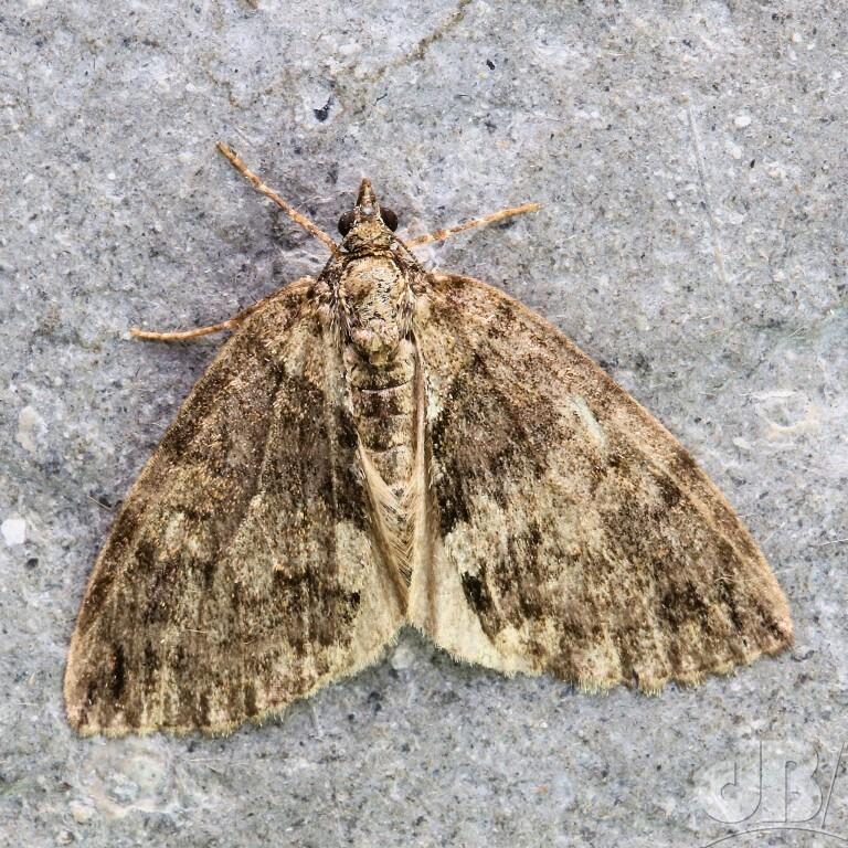 May Highflyer (<em>Hydriomena impluviata</em>)