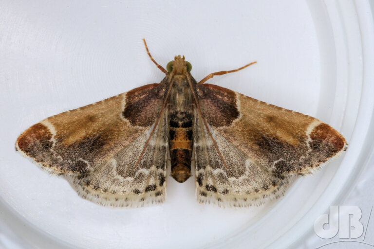 Meal Moth (<em>Pyralis farinalis</em>)