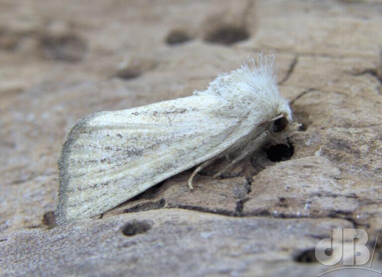Mere Wainscot (<em>Photedes fluxa</em>)