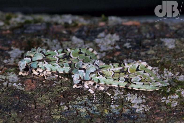 Merveille du Jour (<em>Griposia aprilina</em>)