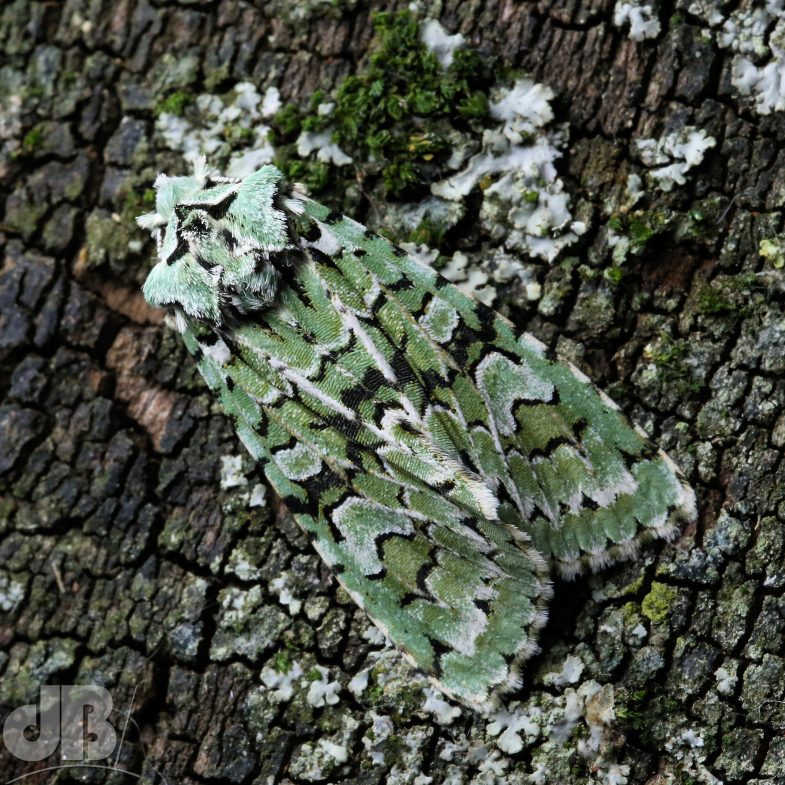 Merveille du Jour (<em>Griposia aprilina</em>)