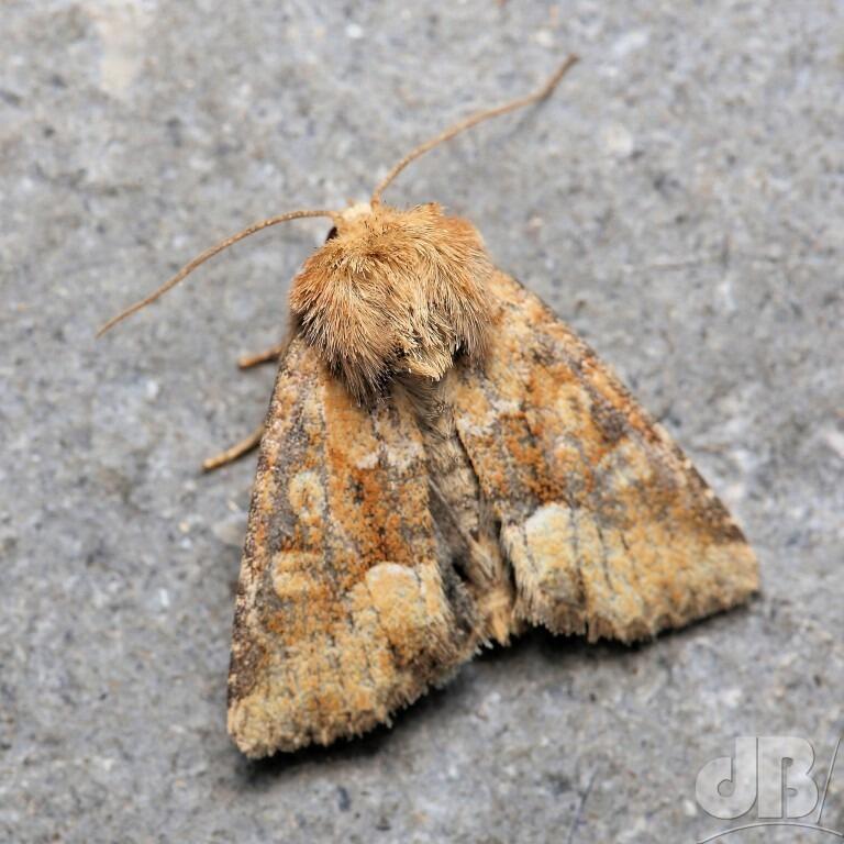 Middle-barred Minor agg. (<em>Oligia fasciuncula</em>)