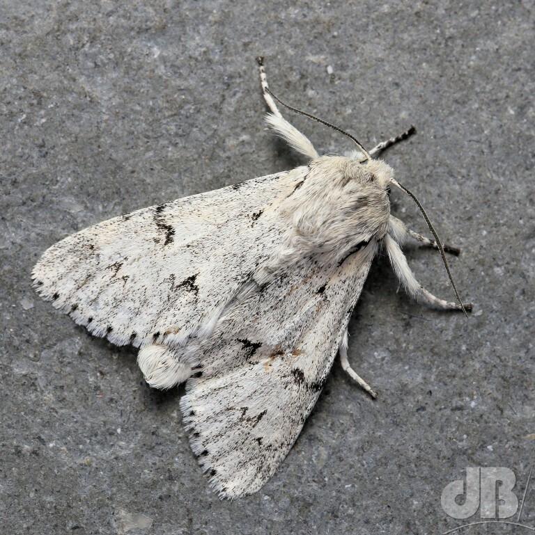 The Miller (<em>Acronicta leporina</em>)