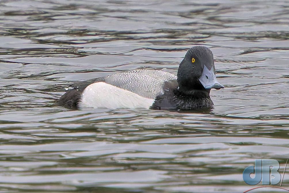 Scaup (<em>Aythya marila</em>)
