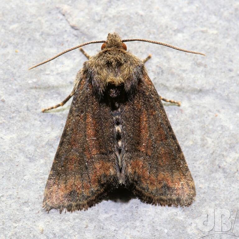 Tawny/Marbled Minor agg (<em>Oligia latruncula</em>)