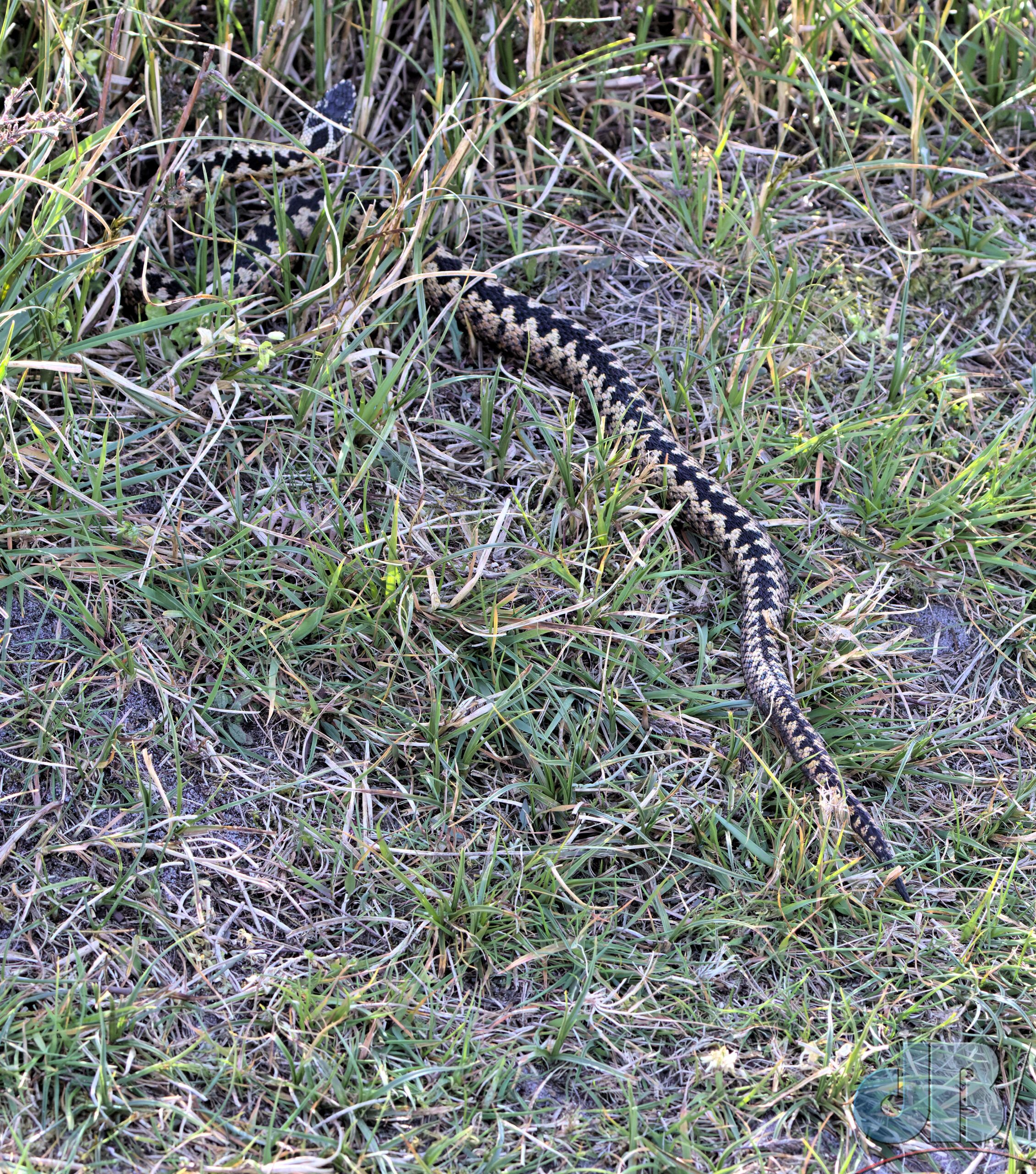 Common European Adder (<em>Vipera berus</em>)