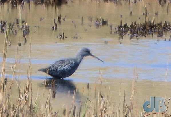 Spotted Redshank (<em>Tringa erythopus</em>)