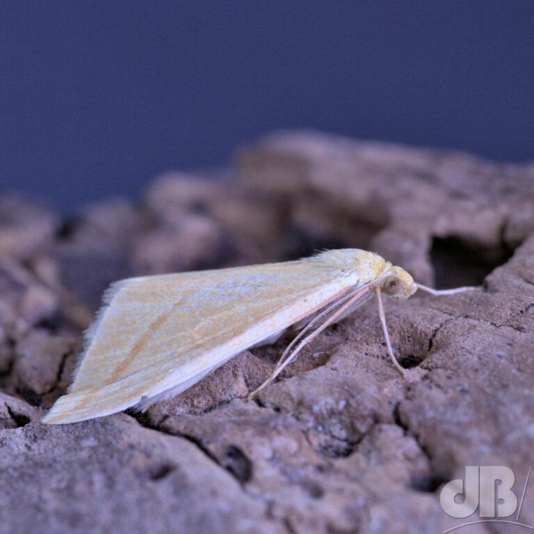 The Vestal (<em>Rhodometra sacraria</em>)