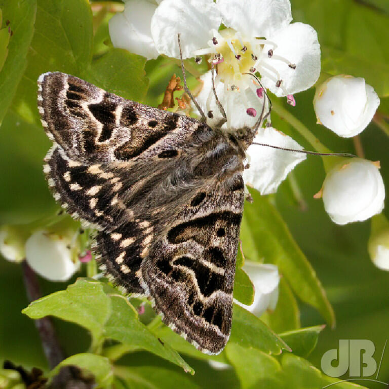 Mother Shipton (<em>Euclidia mi</em>)