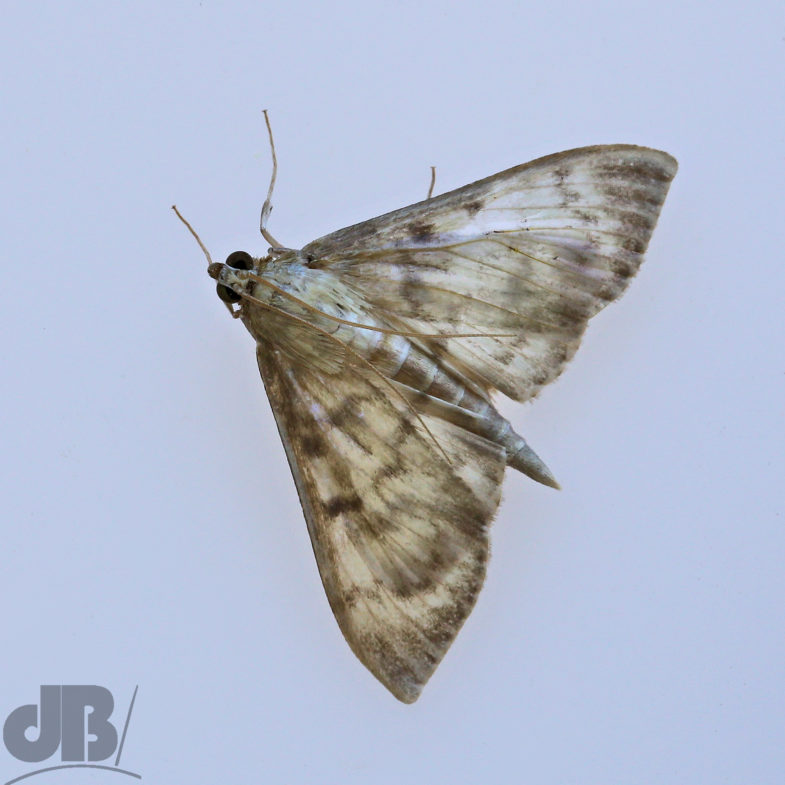 Mother of Pearl (<em>Pleuroptya ruralis</em>)