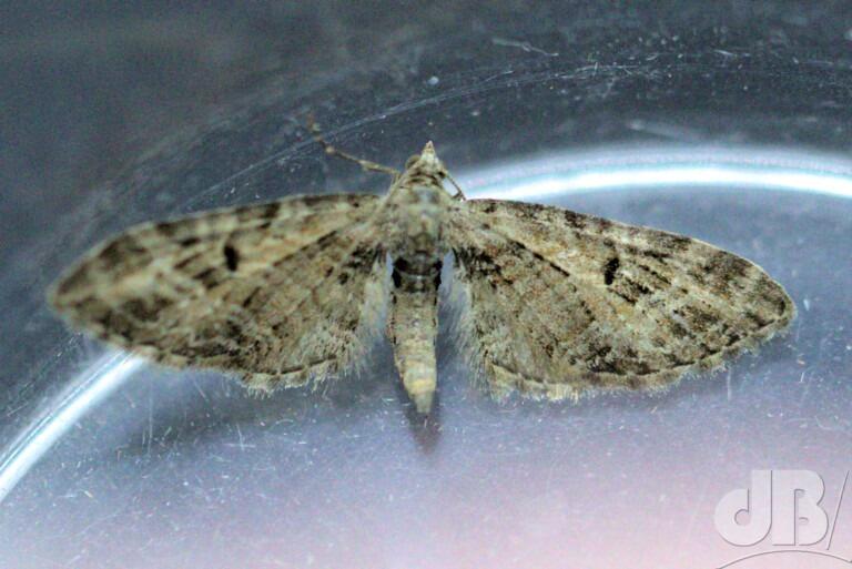 Mottled Pug (<em>Eupithecia exiguata</em>)
