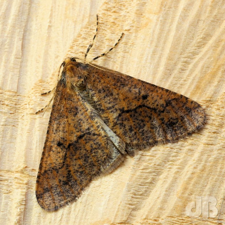 Mottled Umber (<em>Erannis defoliaria</em>)