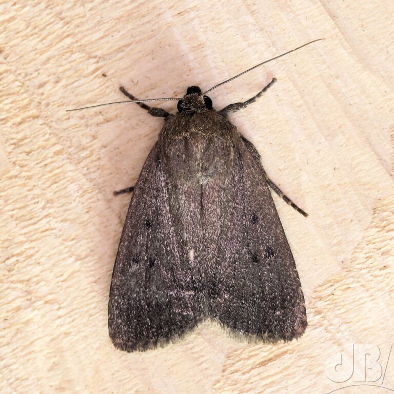 Mouse Moth (<em>Amphipyra tragopoginis</em>)