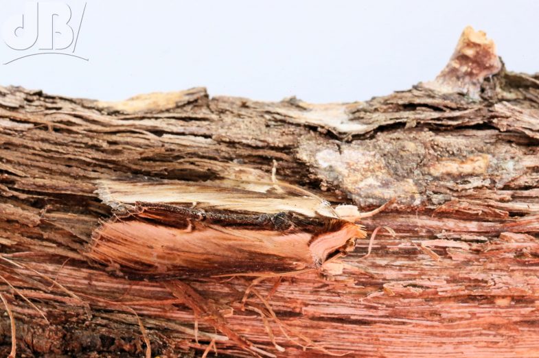 Mullein moth camouflaged against wood