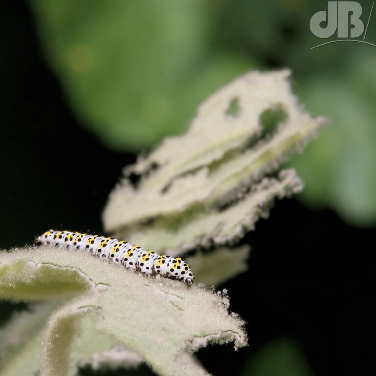 The Mullein larva (<em>Cucullia verbasci</em>)