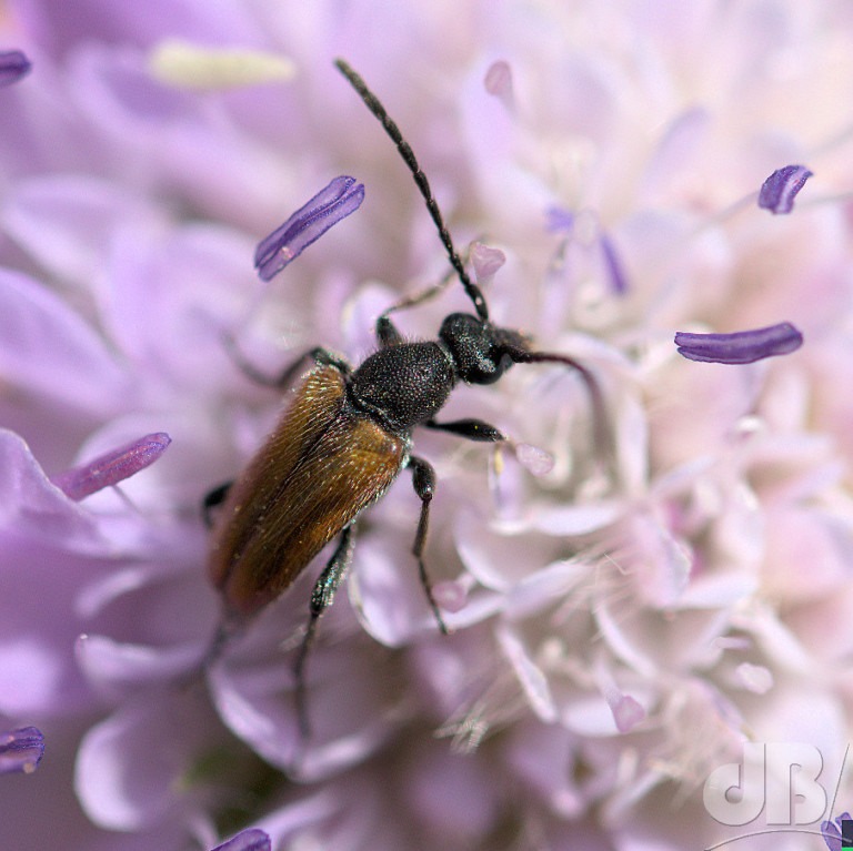 Musk Beetle (<em>Aromia moschata</em>)