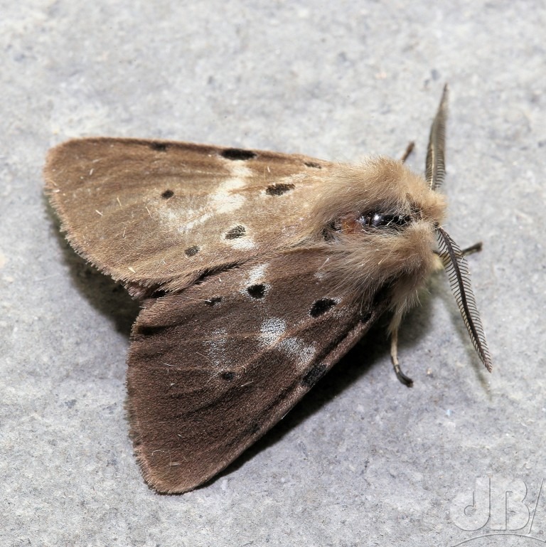 Leucistic male Muslin Moth (<em>Diaphora mendica</em>)