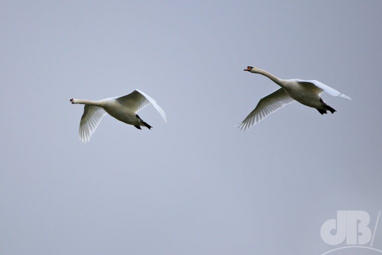 Mute Swan (<em>Cygnus olor</em>)