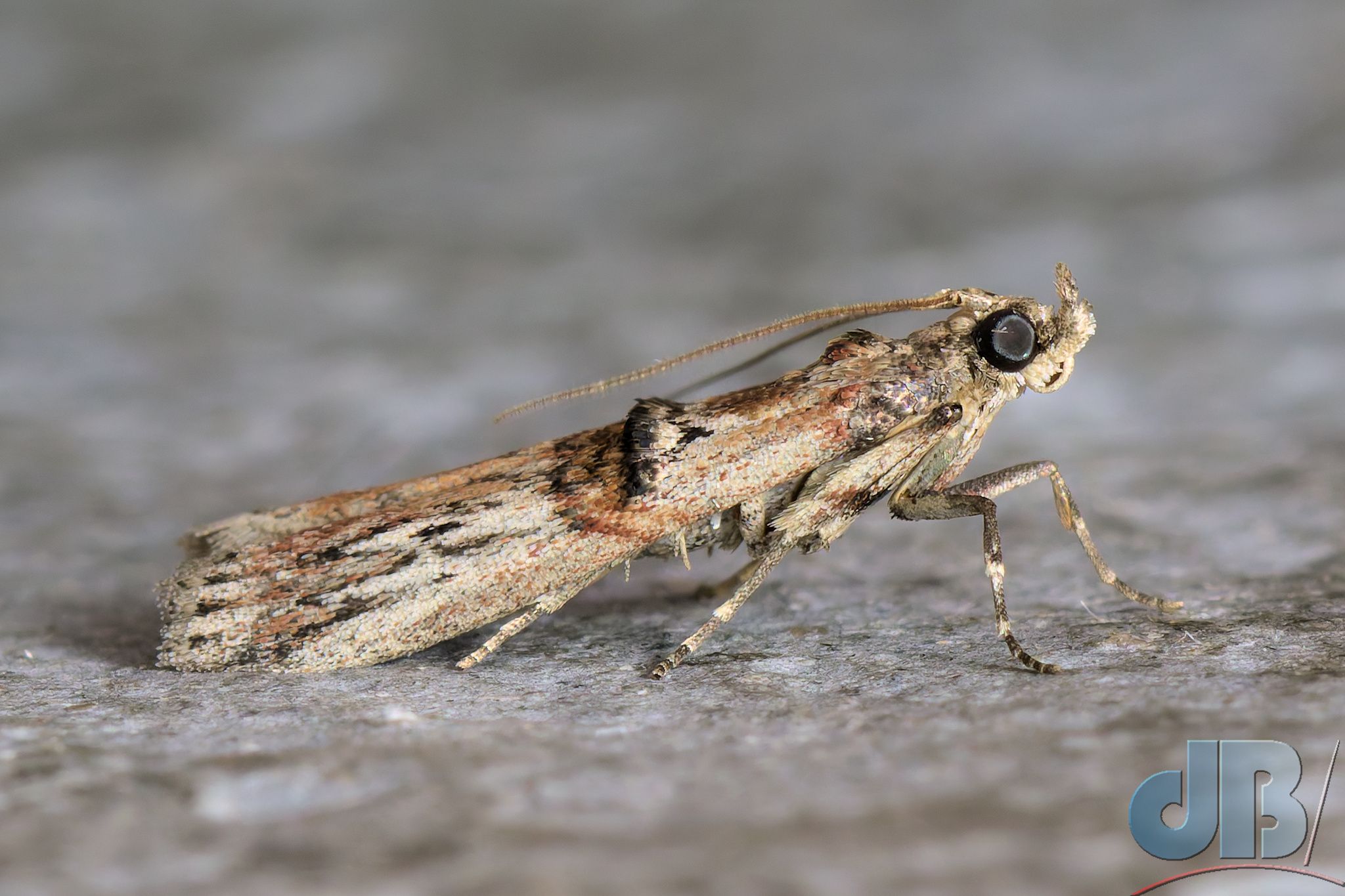 Spindle Knot-horn (<em>Nephopterix angustella</em>)
