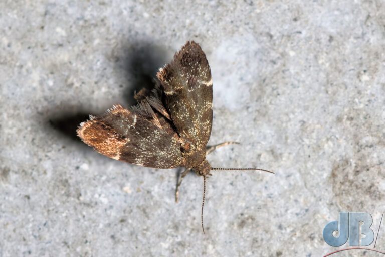Common Nettle-tap (<em>Anthophila fabriciana</em>)