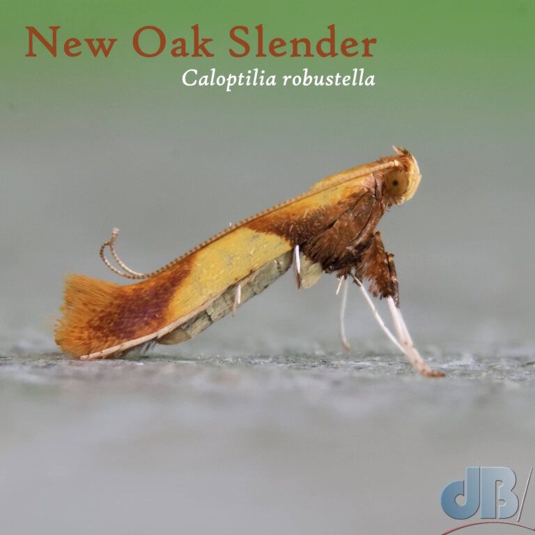 New Oak Slender (<em>Caloptilia robustella</em>)