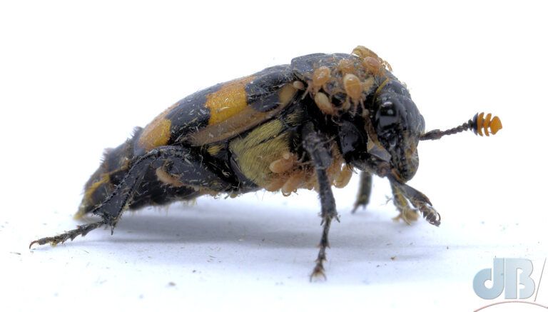 Sexton Beetle (<em>Nicrophorus interruptus</em>)