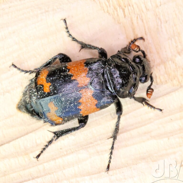 Sexton Beetle (<em>Nicrophorus investigator</em>)