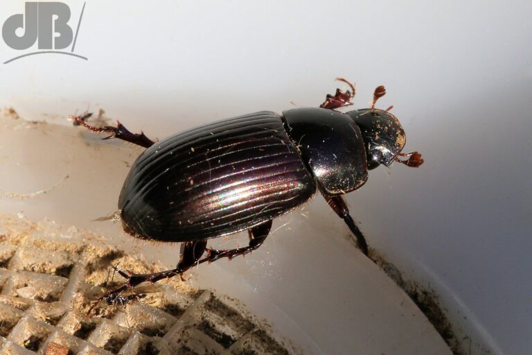 Night-flying Dung Beetle (<em>Aphodius rufipes</em>)