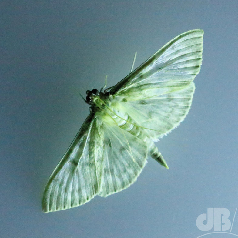 Mother of Pearl (<em>Pleuroptya ruralis</em>)