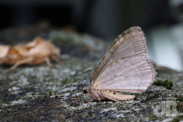 November Moth agg. (<em>Epirrita dilutata</em>)