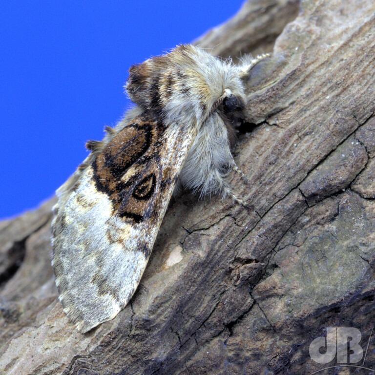 Nut-tree Tussock (<em>Colocasia coryli</em>)