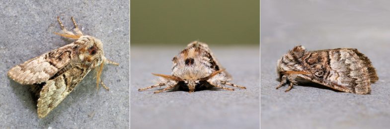 Nut-tree Tussock (<em>Colocasia coryli</em>)