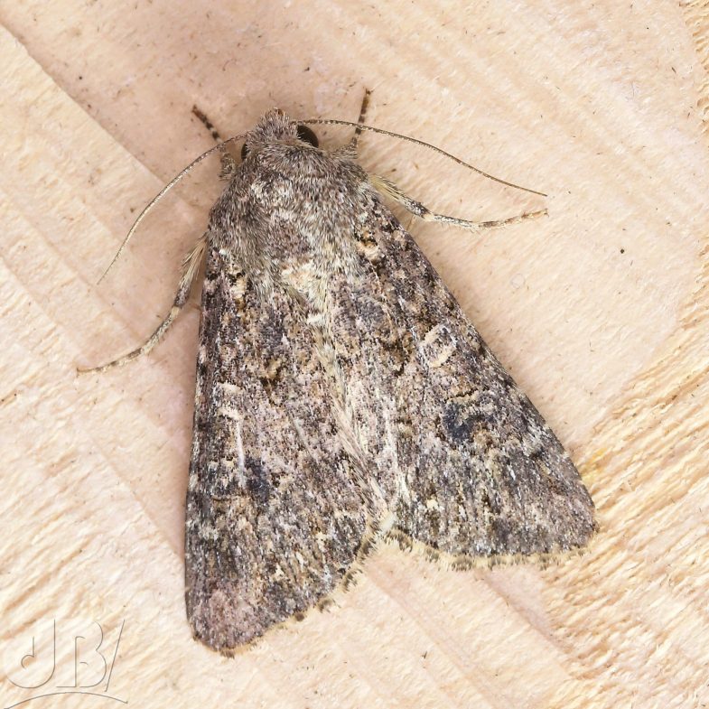 The Nutmeg (<em>Anarta trifolii</em>)