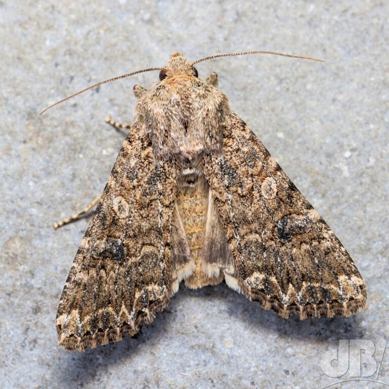 The Nutmeg (<em>Anarta trifolii</em>)