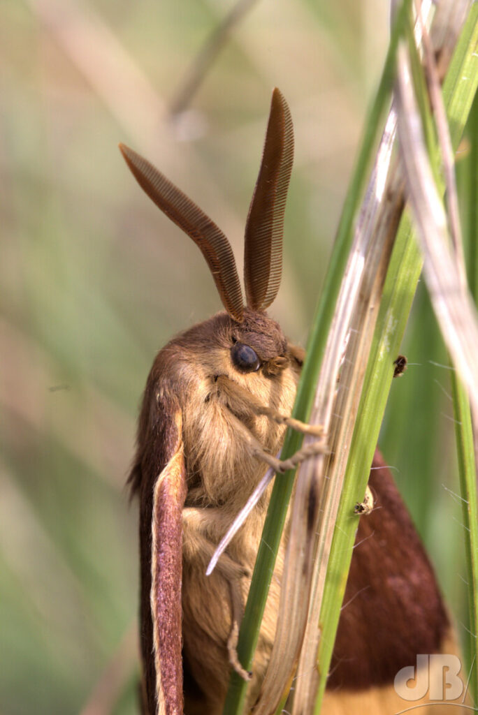 Male Oak Eggar (<em>Lasiocampa quercus</em>)