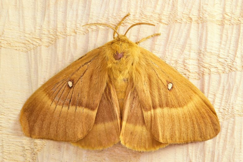 Female Oak Eggar (<em>Lasiocampa quercus</em>)
