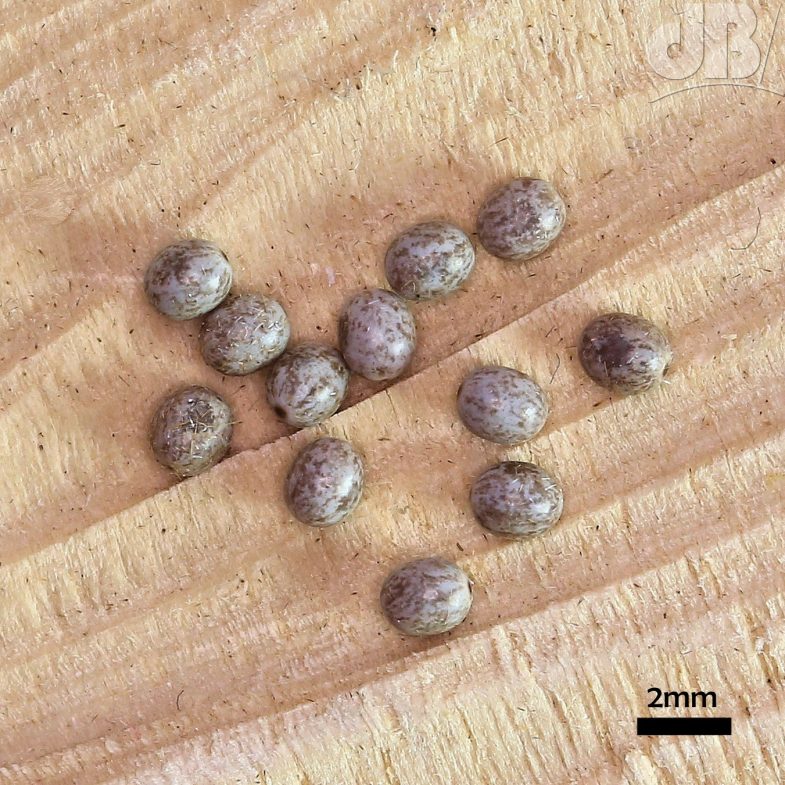 Oak Eggar eggs (<em>Lasiocampa quercus</em>)