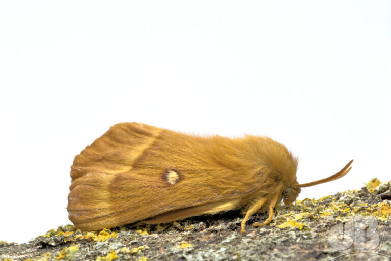 Female Oak Eggar (<em>Lasiocampa quercus</em>)