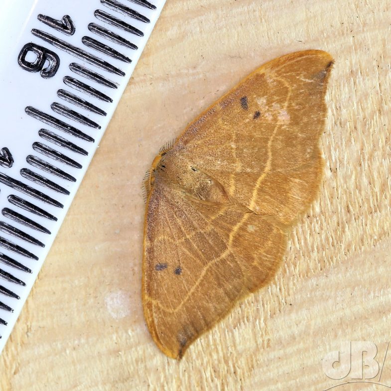 Oak Hook-tip (<em>Watsonalla binaria</em>)