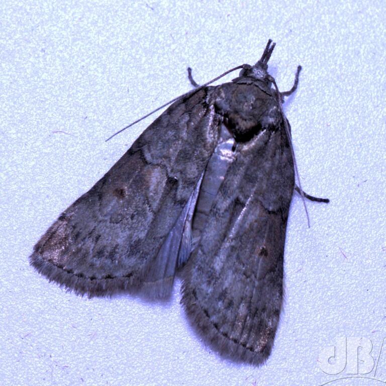 Oak Nycteoline (<em>Nycteola revayana</em>)