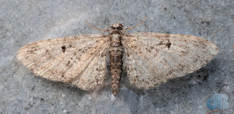  Oak-tree Pug (<em>Eupithecia dodoneata</em>)