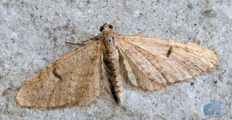Ochreous Pug (<em>Eupithecia indigata</em>)