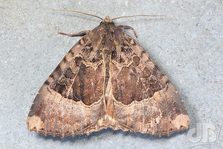 Old Lady moth (<em>Mormo maura</em>)