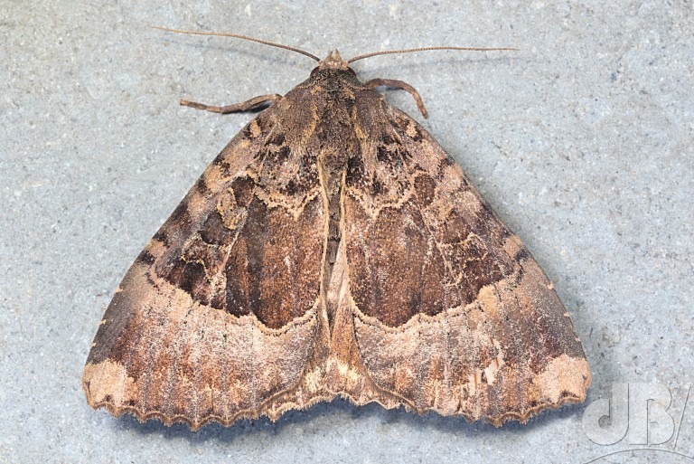 Old Lady moth (<em>Mormo maura</em>)